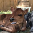 Dog Is SO Protective Of His Baby Cow Brother