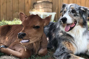 Dog Is SO Protective Of His Baby Cow Brother