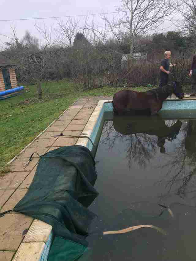 horse stuck in swimming pool