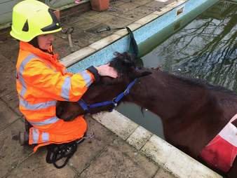 horse stuck in swimming pool