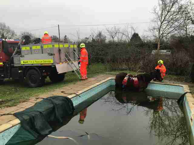 horse stuck in swimming pool