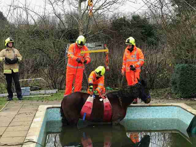 horse stuck in swimming pool
