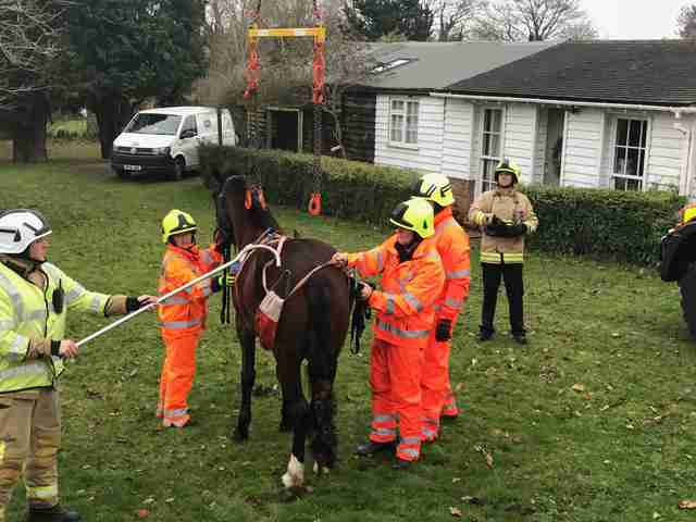 horse stuck in swimming pool