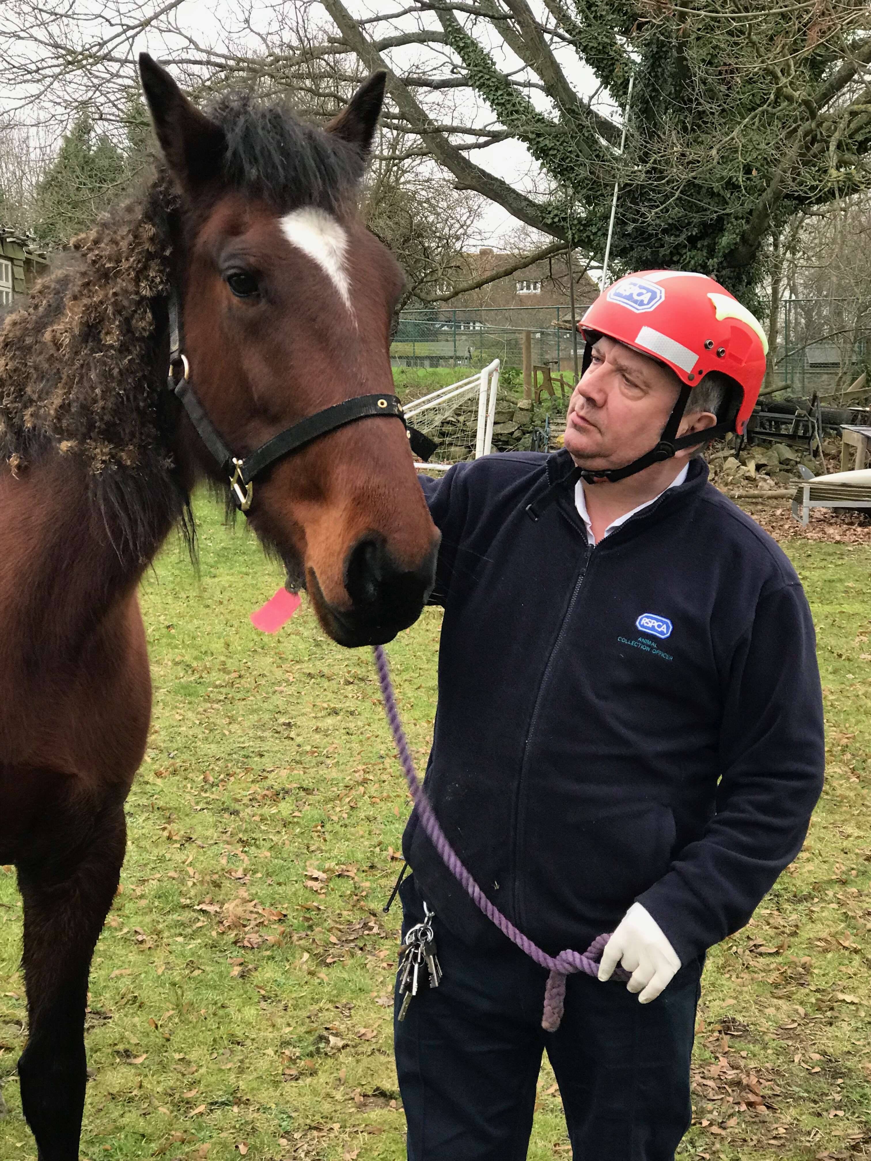 horse stuck in swimming pool