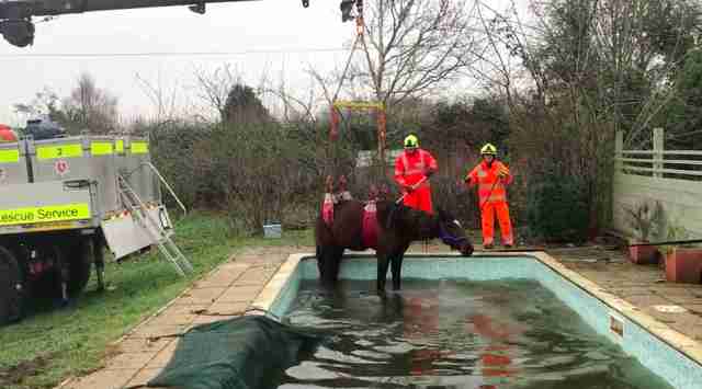 horse stuck in swimming pool