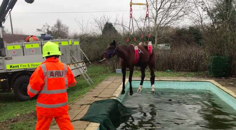 horse stuck in swimming pool
