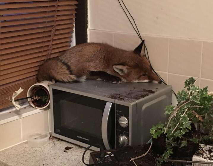 A wild fox sleeping on a microwave in a London home