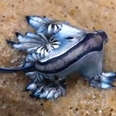 These Sea Slugs Are So Beautiful And Crazy Looking