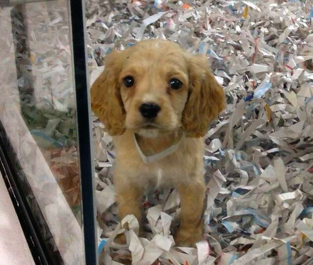 what happens to dogs in pet stores