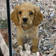dog rescue puppy mill pet store