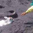 Animals Stuck In Mud Get Help From Brave Strangers