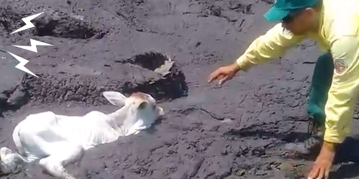 Animals Stuck In Mud Get Help From Brave Strangers Videos The Dodo