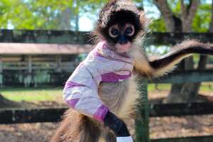 Brave Baby Monkey Loves Every Minute Of Her New Life