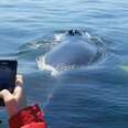 Man Sees Whale Up Close And Goes Nuts