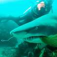 Scuba Diving Instructor Saves Shark Trapped In Fishing Net