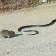 Mother Rat Fights Off Snake Stealing Her Baby