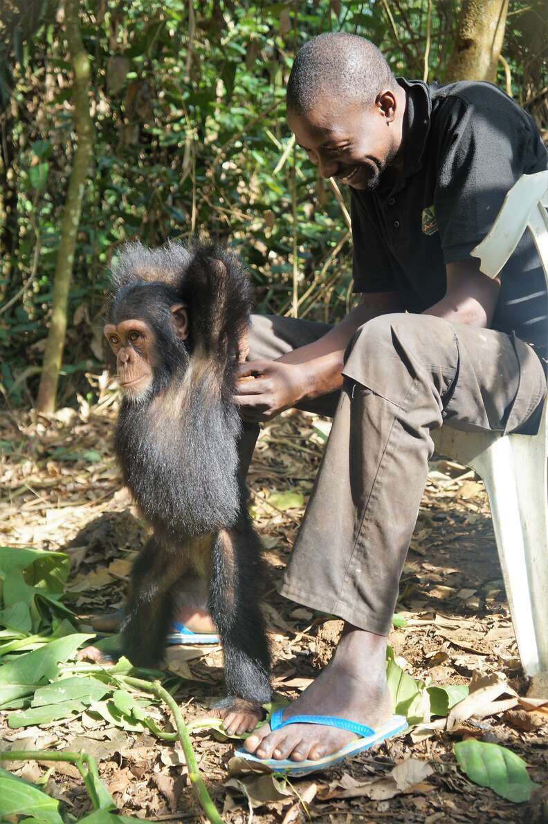 Caregiver with rescued baby chimp