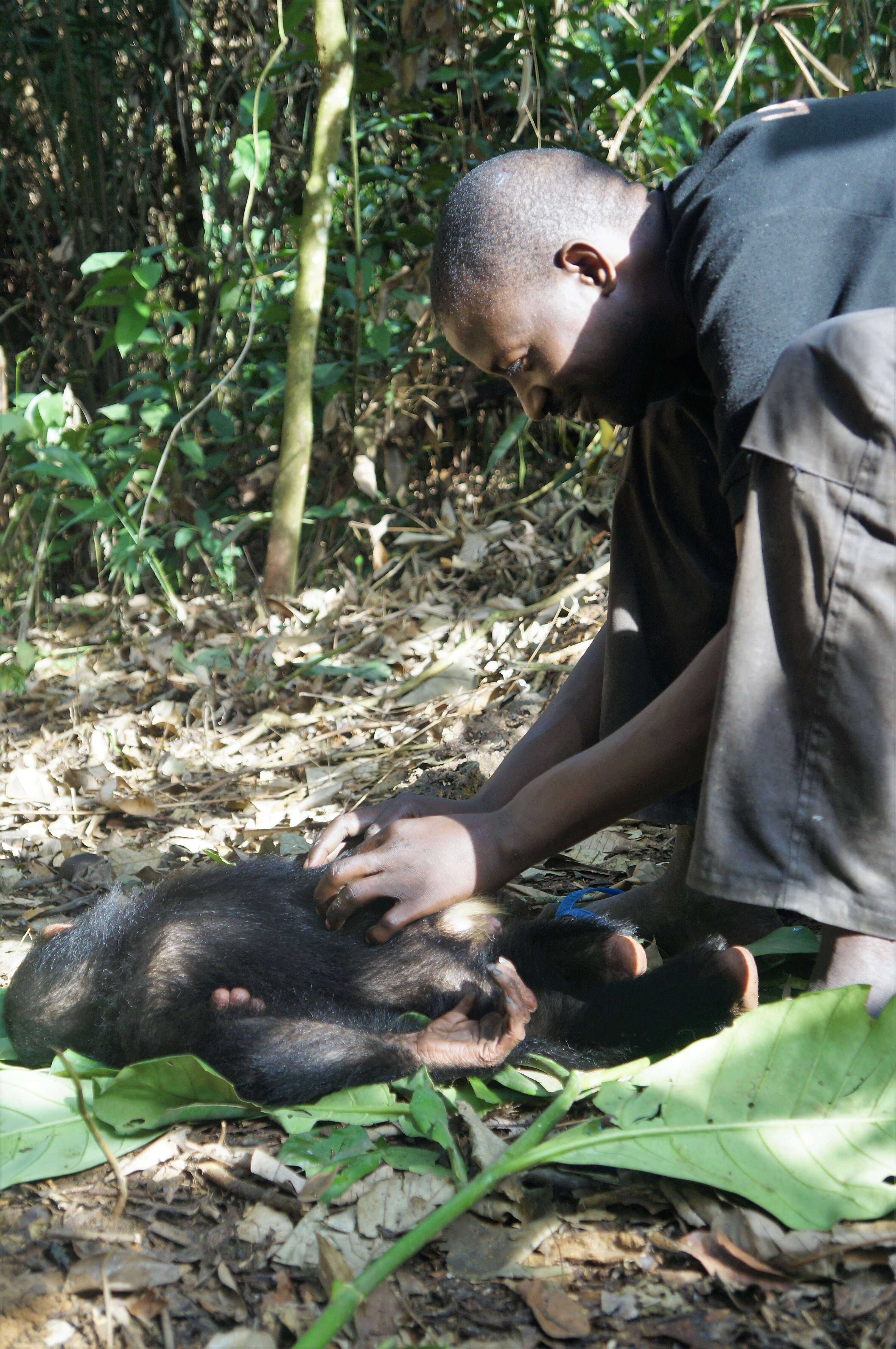 Caregiver touching rescued chimpanzee