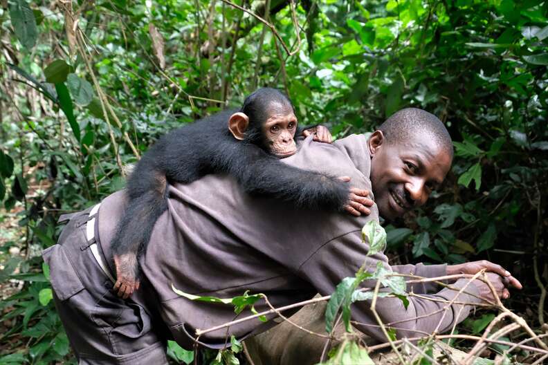 Baby chimp riding on back of caregiver