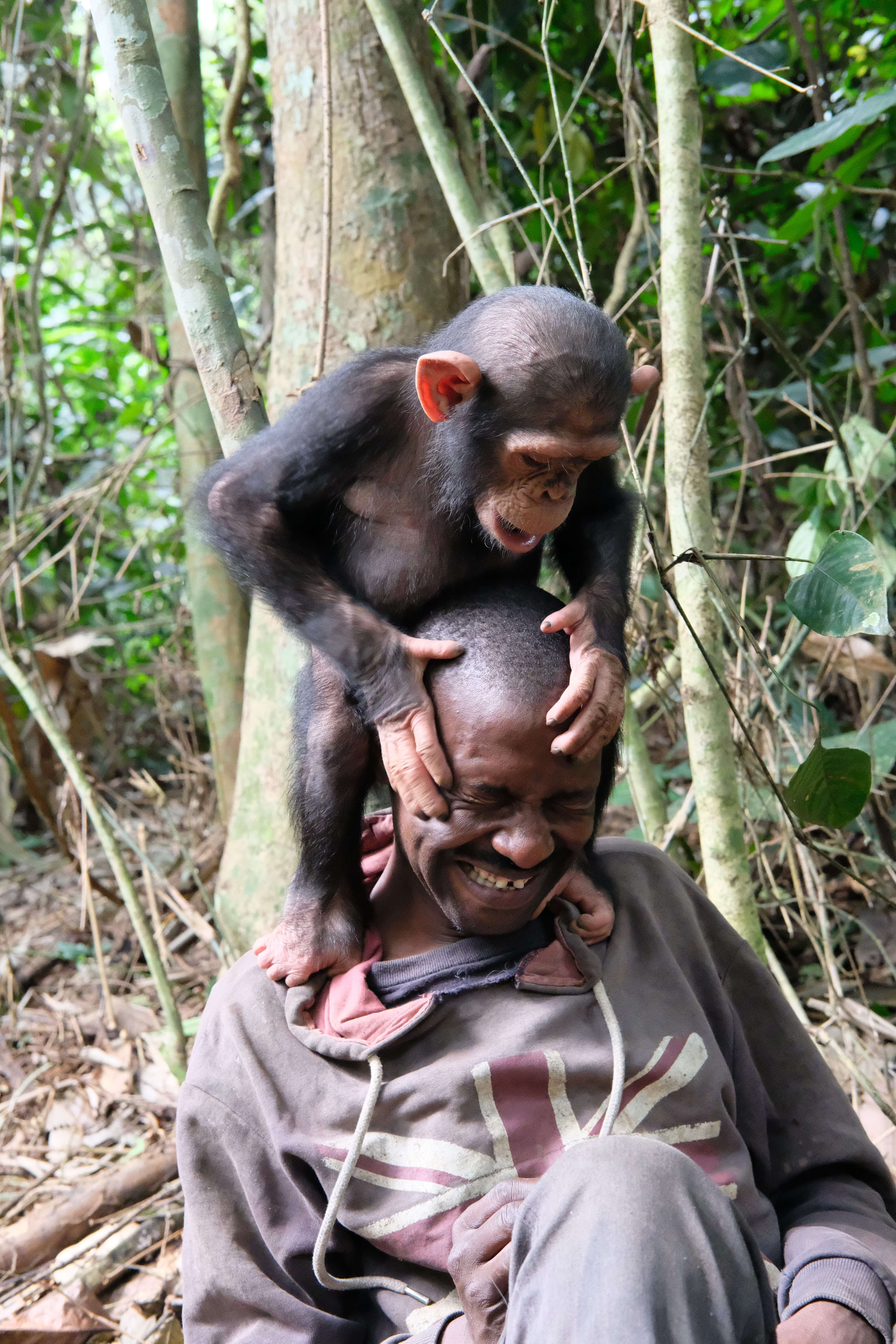 Chimp standing on shoulders of caregiver