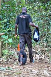 Baby chimp holding onto leg of human caregiver