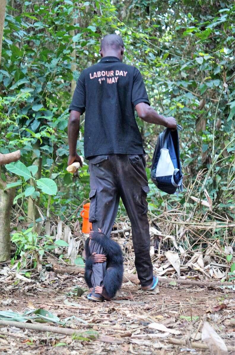 Baby chimp holding onto leg of human caregiver