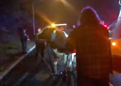 Cow who escaped slaughterhouse truck on New Jersey highway