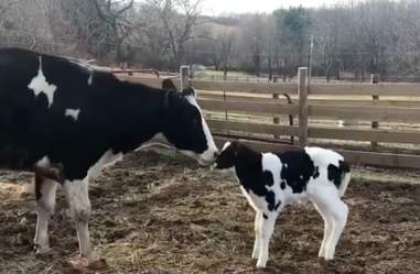 Rescued cow with calf