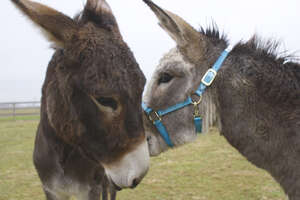 Donkey Mom Is SO Excited To See Her Baby Again