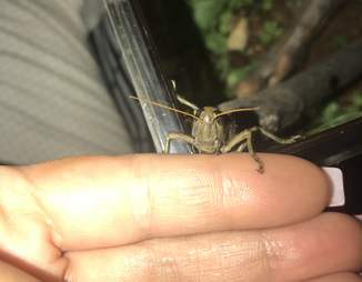 Grasshopper on woman's hand