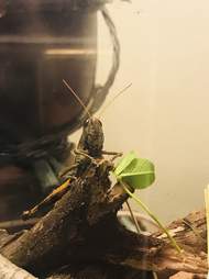 Grasshopper inside glass terrarium