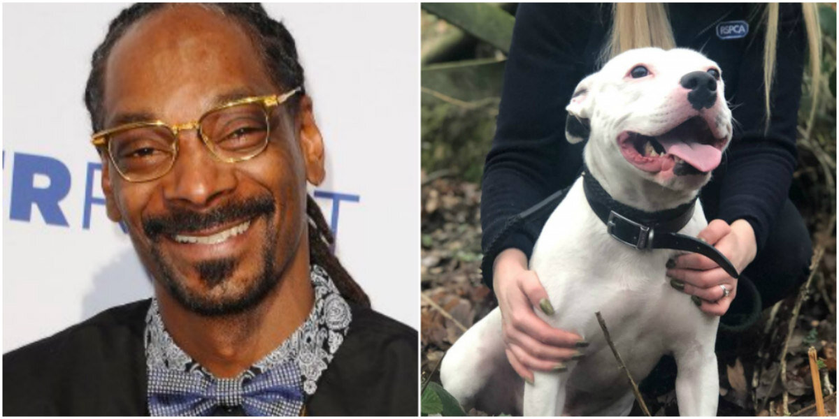 Snoop Dogg Wants To Adopt Famous Abandoned Namesake Pup - The Dodo