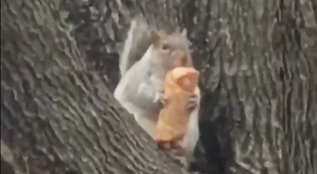 Squirrel Eating Egg Roll Spotted in New York City Thrillist