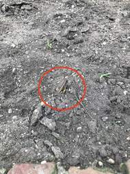 Grasshopper laying eggs in ground