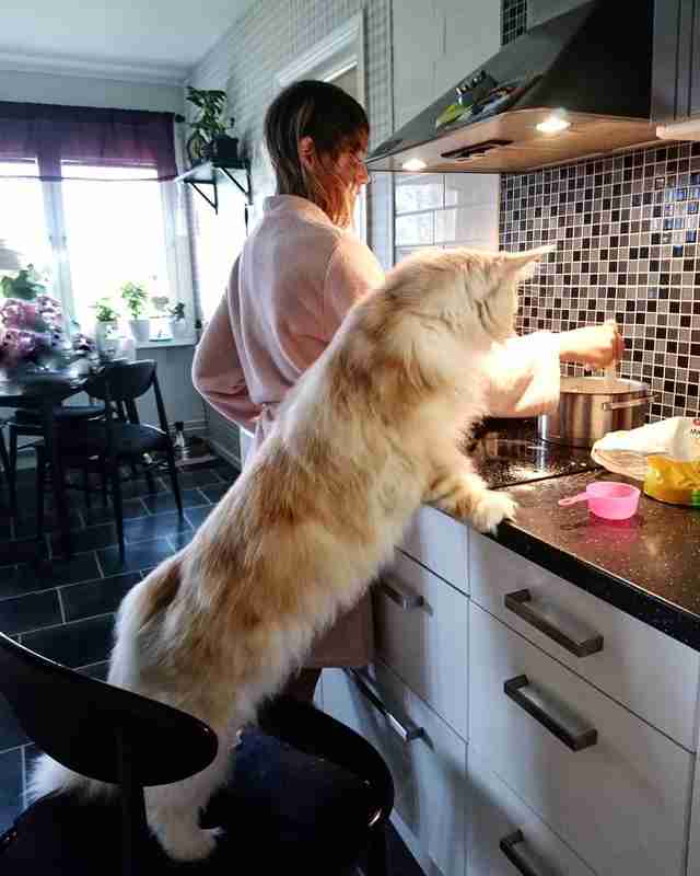 This Giant House Cat Looks Just Like A Lynx The Dodo