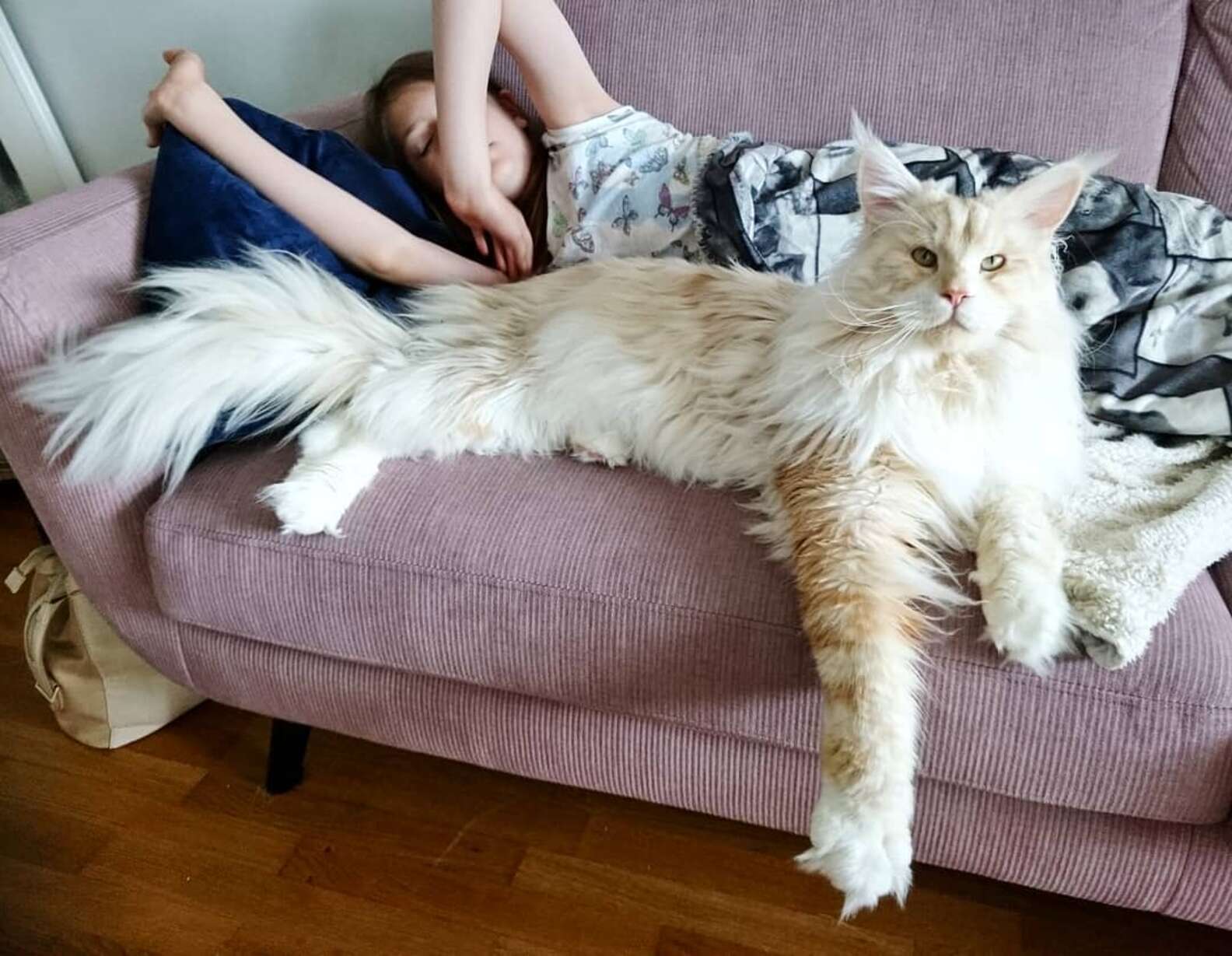 Как выглядит большая кошка Как выглядит большая кошка
