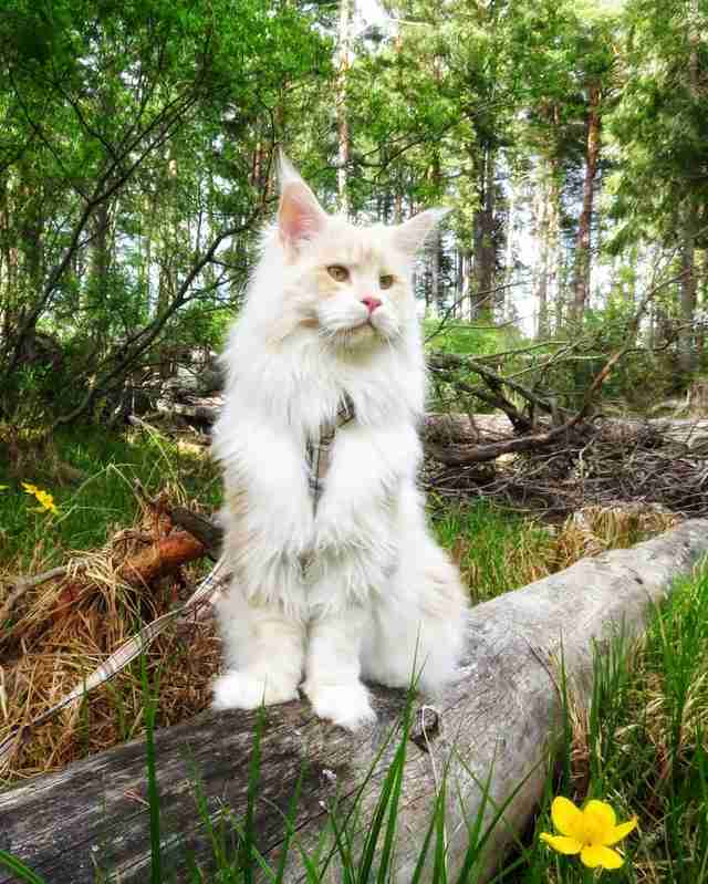 cat lotus maine coon