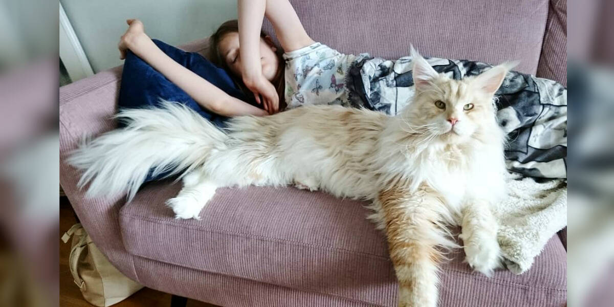 are maine coon cats good with dogs