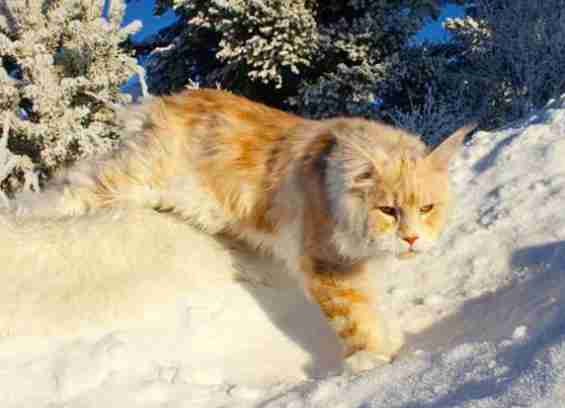 cat maine coon lotus