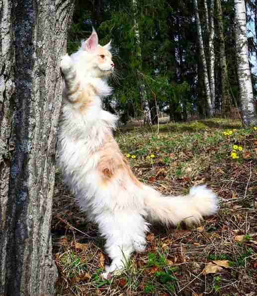 cat maine coon giant lotus