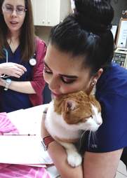 Vet tech snuggles a cat patient
