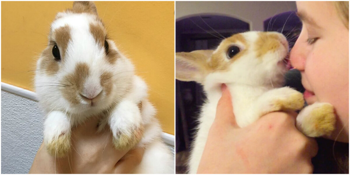 Rabbit Abandoned At Shelter For Being ‘Too Affectionate’ - The Dodo