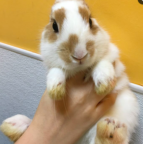 Rabbit Abandoned At Shelter For Being ‘Too Affectionate’ - The Dodo