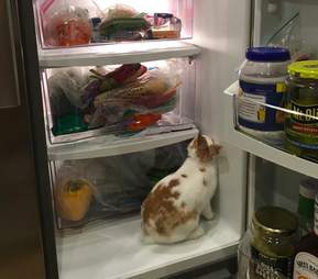 rabbit rescue texas