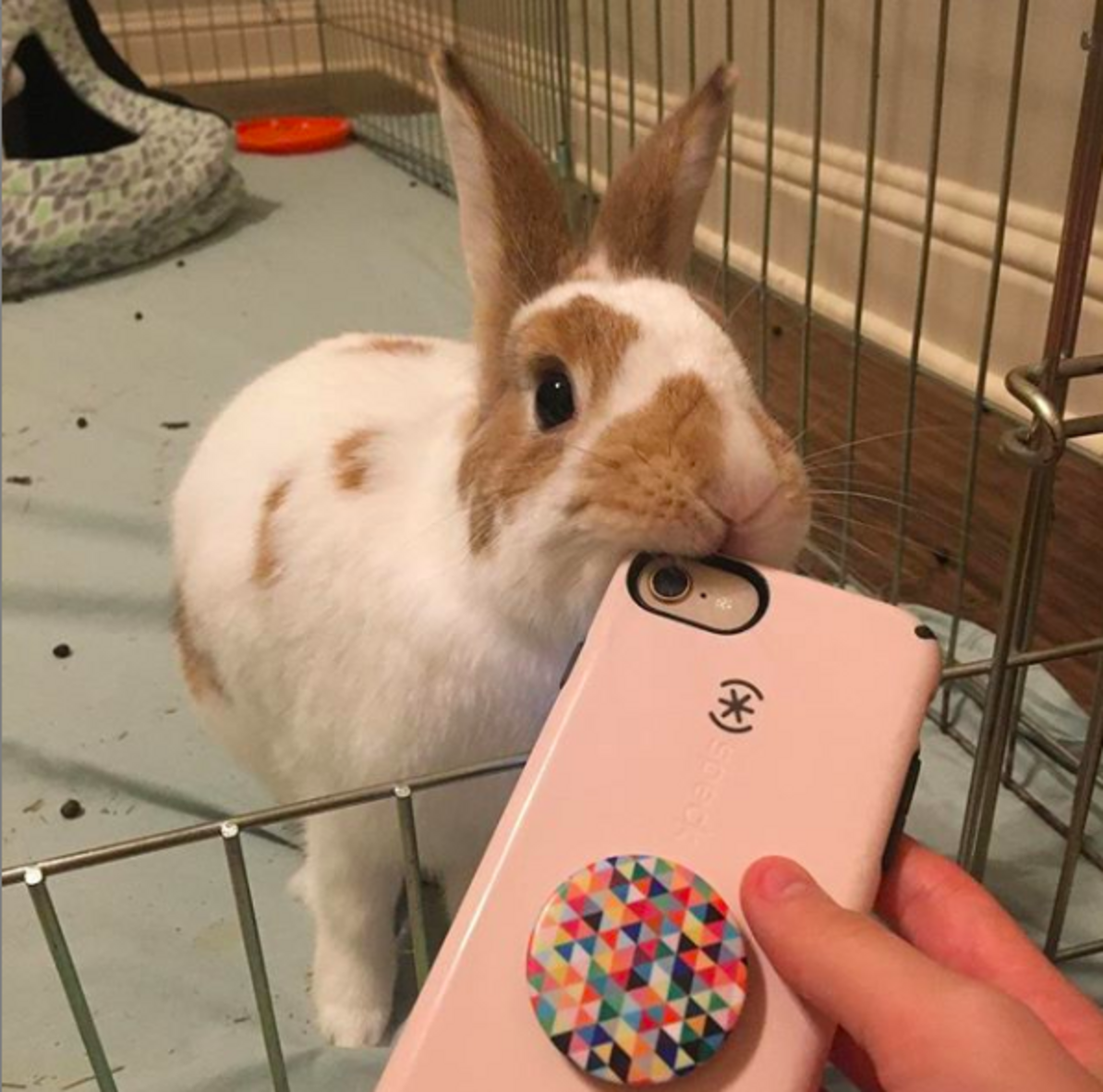 Rabbit Abandoned At Shelter For Being ‘Too Affectionate’ - The Dodo