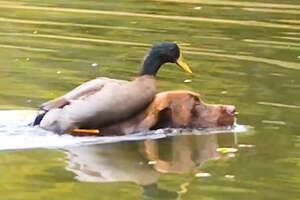 Duck Loves It When His Dog Brother Takes Him Swimming 