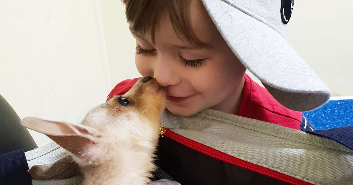 Boy And His Baby Kangaroo Are Inseparable - Videos - The Dodo