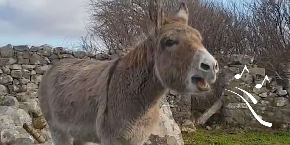 Donkey Sounds Like Opera Singer