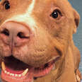 Guy On Road Trip Meets A Homeless Pit Bull