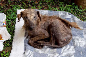 Rescued Street Dog Is Unrecognizable Now